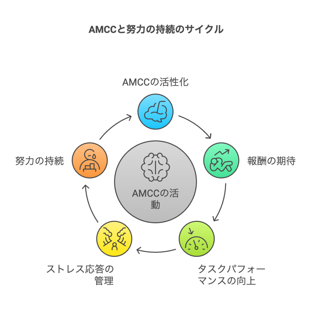 AMCCと努力の関係