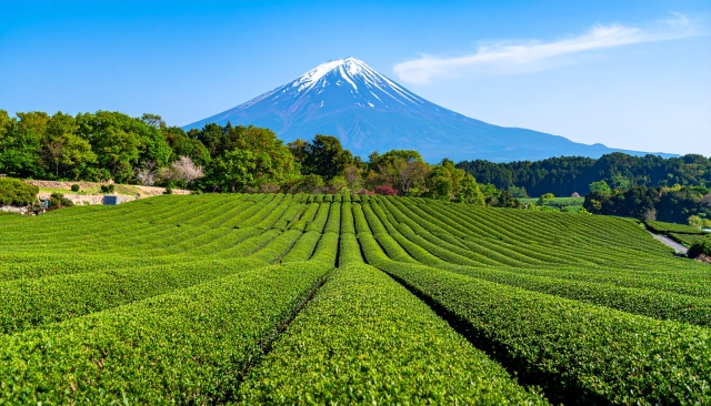 初夏の青空と新緑の茶畑