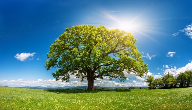 青空の下に広がる大樹