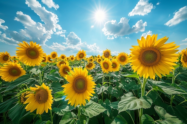 一面のひまわり畑