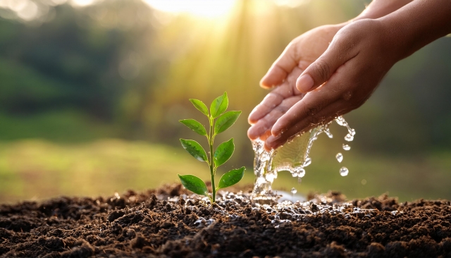 植物に水をあげる