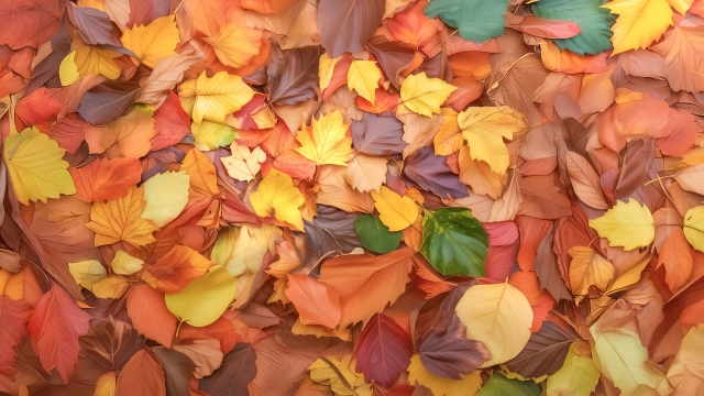 敷き詰められた暖色系の落ち葉