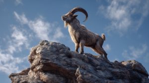 岩上のヤギ